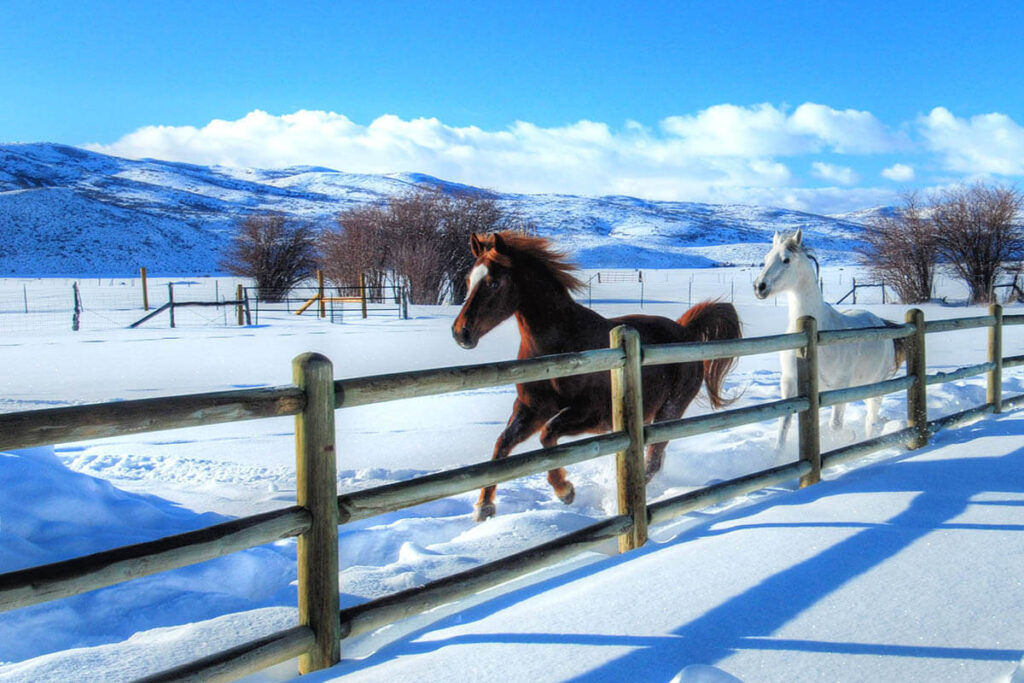 High Star Ranch Horses Running In Snow