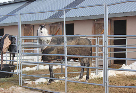 Horse Boarding at High Star Ranch