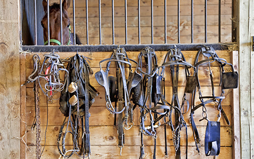 Horse bridals hanging on wall