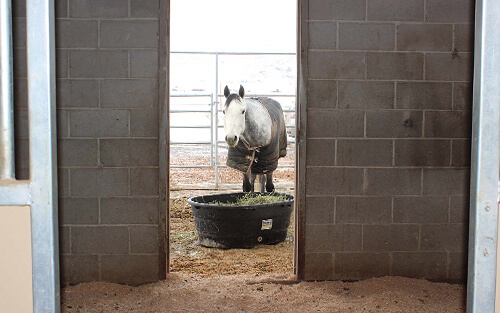 Horse boarding with locally grown hay for feed