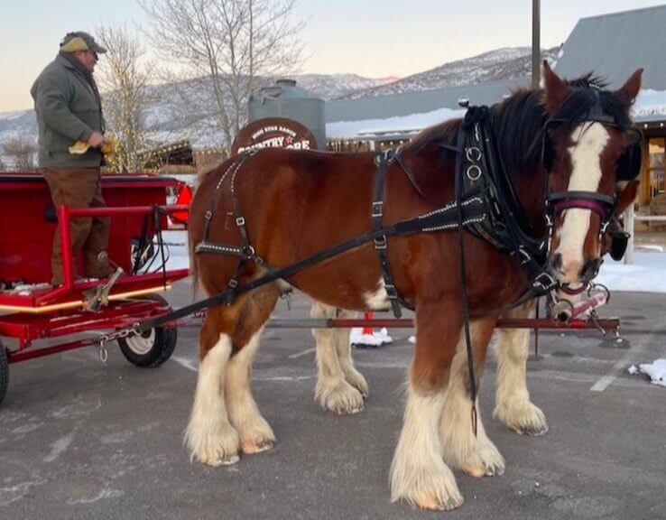 Sleigh Rides In and Around Park City 1 Clydesdale Wagon Rides on High star Ranch